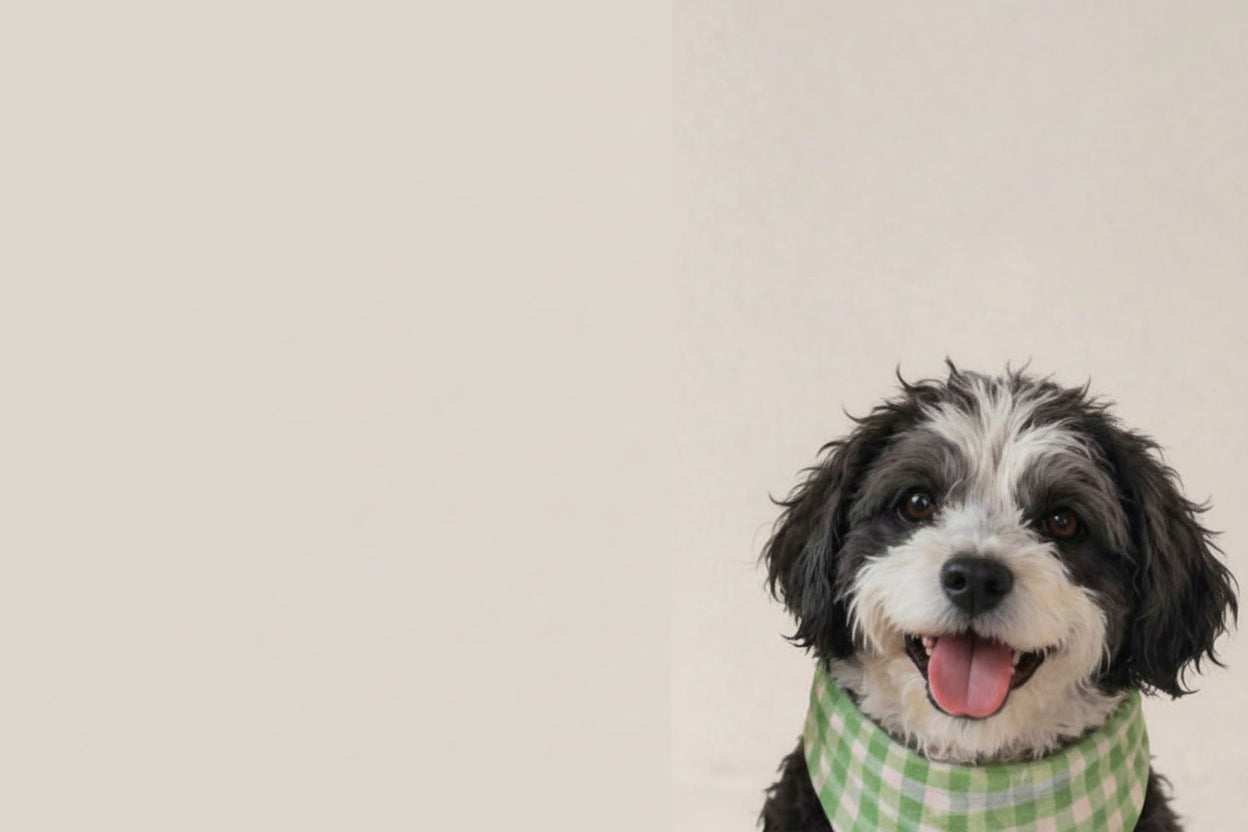 Two dogs, one brown and one black and white, sitting side by side on a light-colored floor with a neutral background.