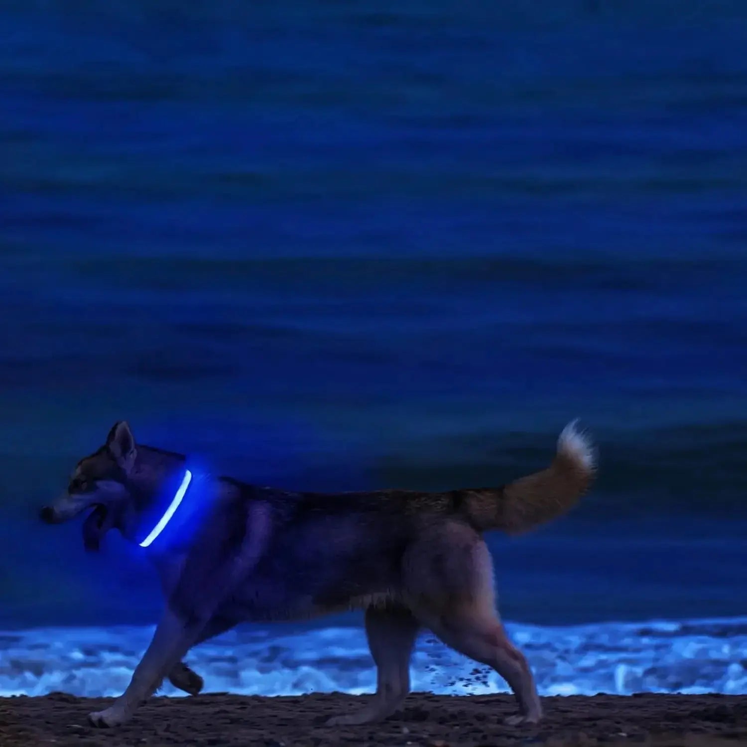 LED Light Up Safety Dog Collar - The Dog Mom Collective
